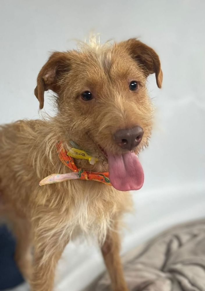 Cão