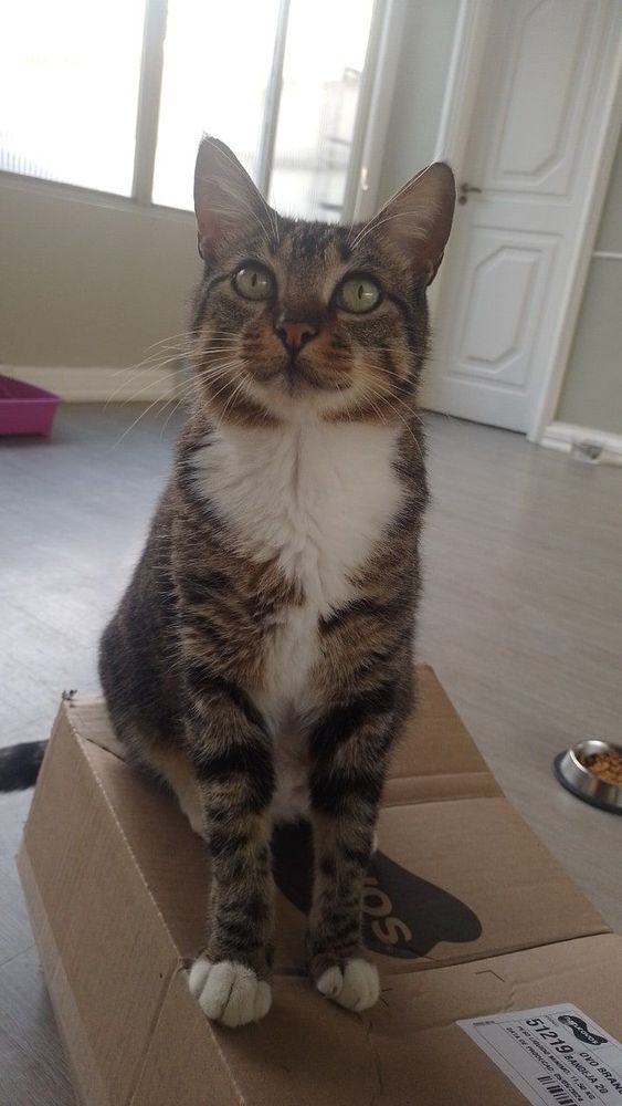 Gato