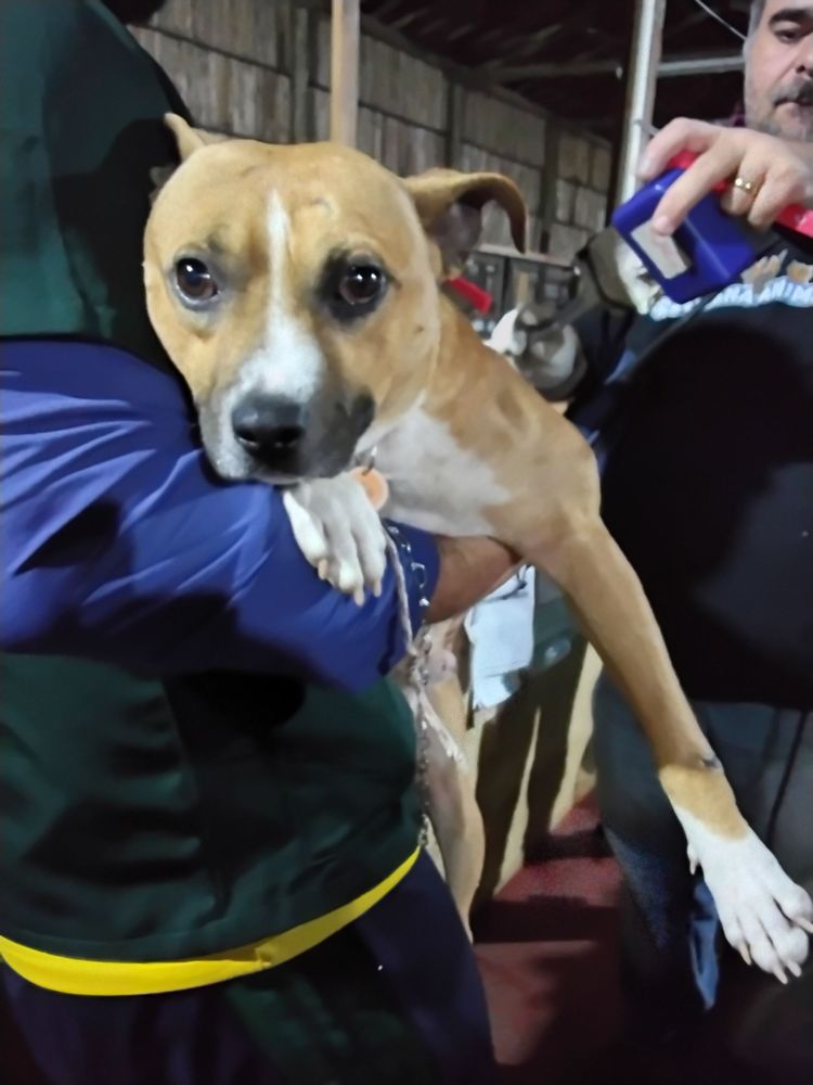 Cão