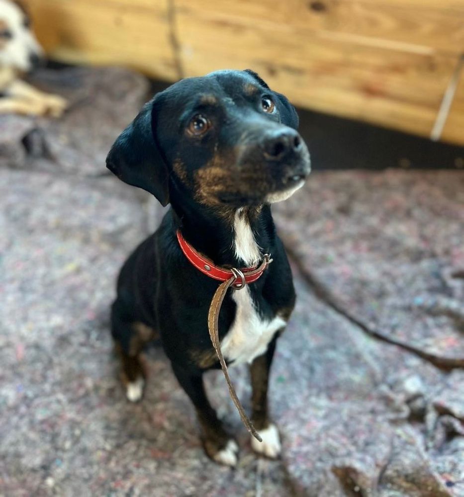 Cão