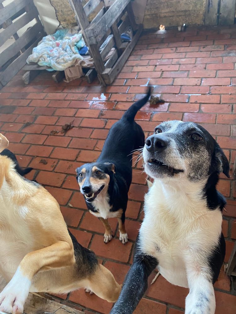 Cão