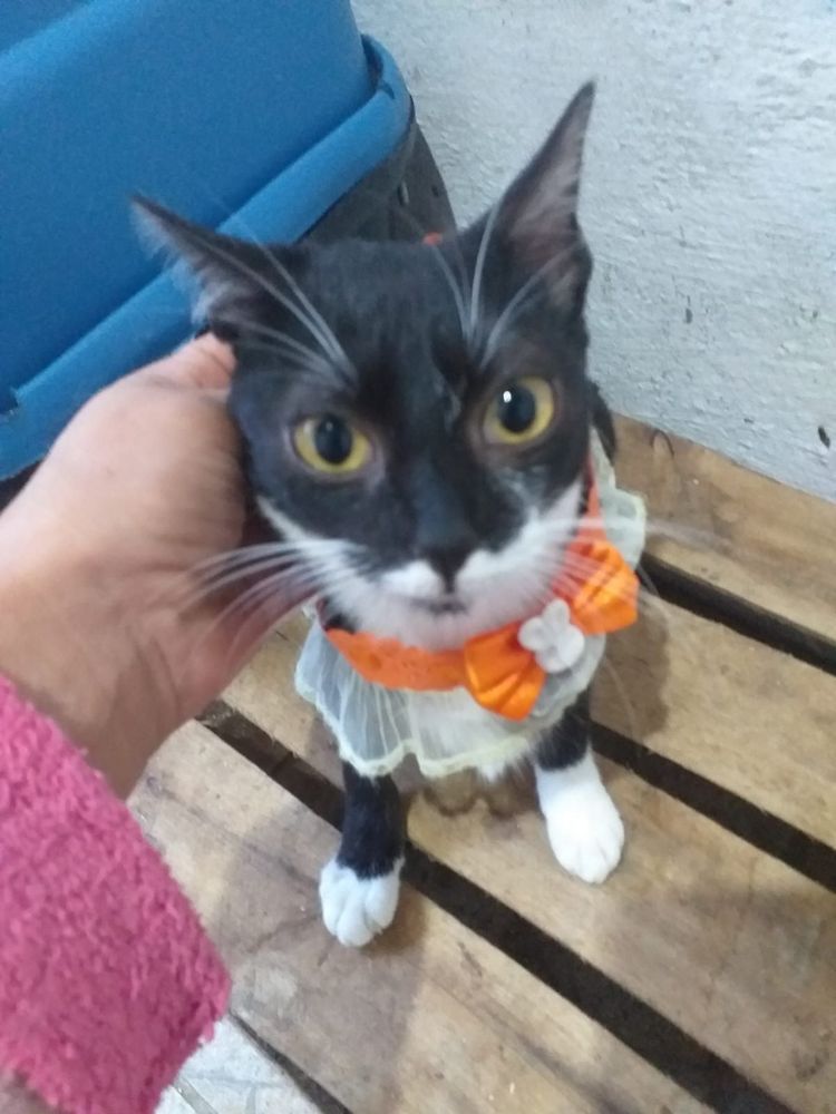 Gato
