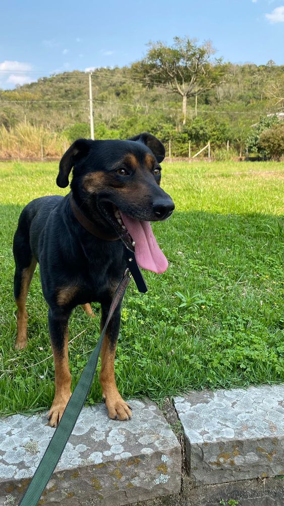 Cão