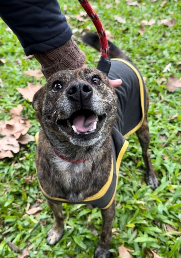 Cão