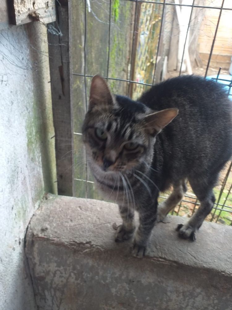 Gato