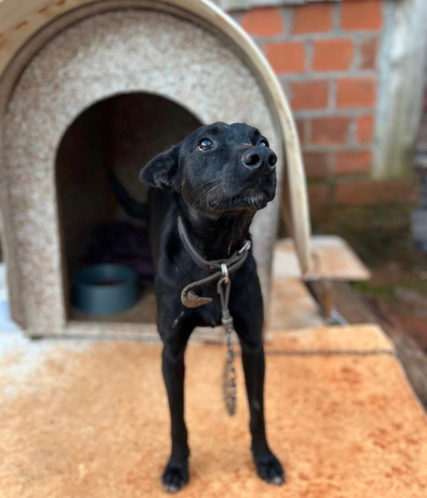Cão