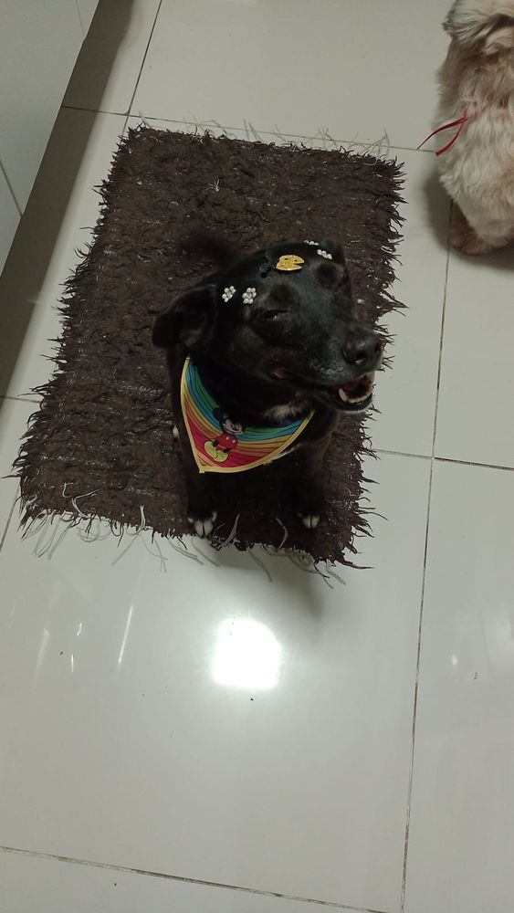 Cão