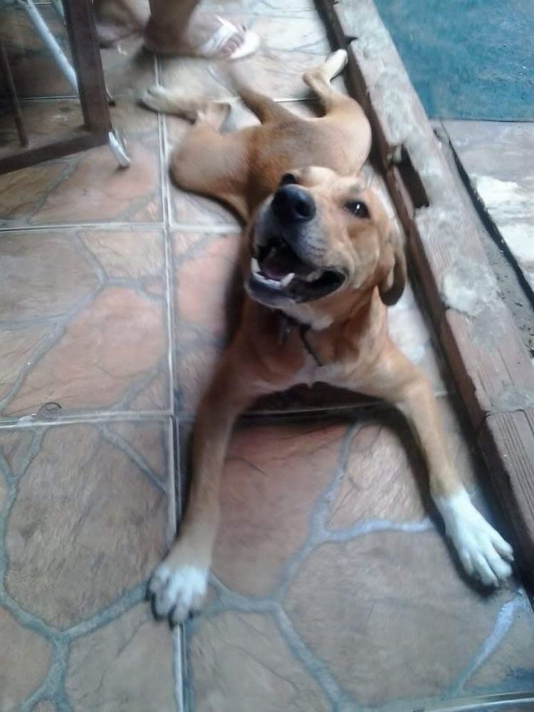 Gordo