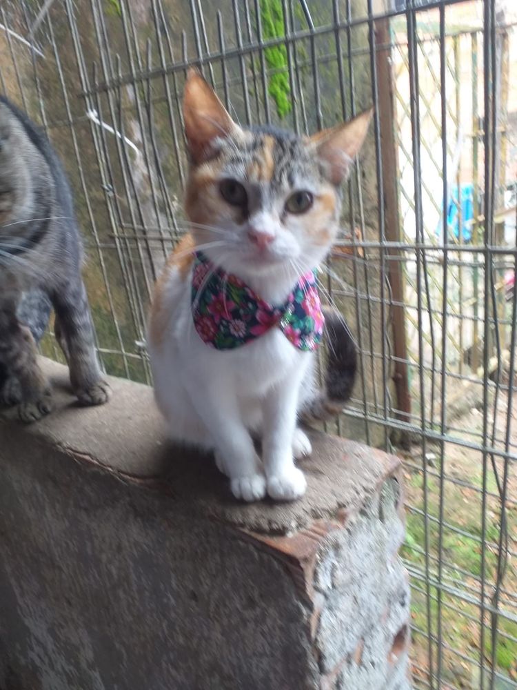 Gato