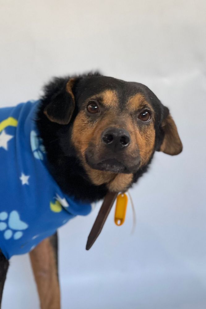Cão