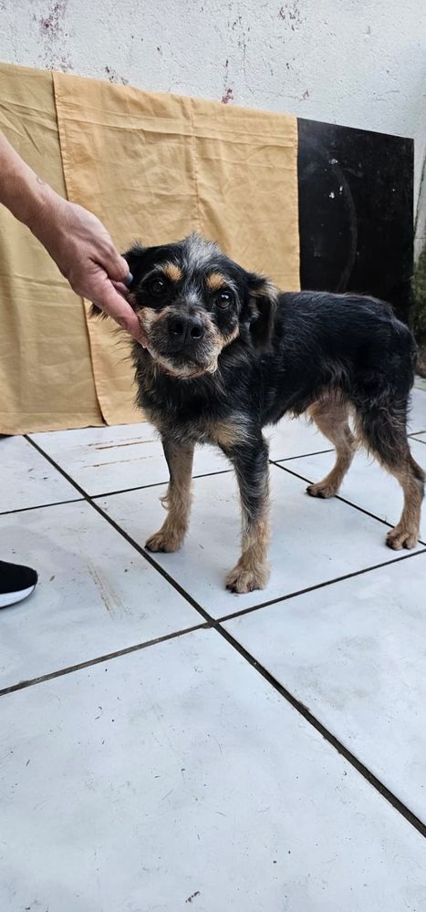 Cão