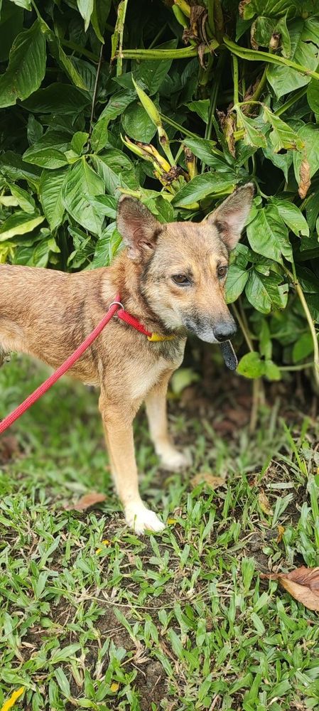 Cão