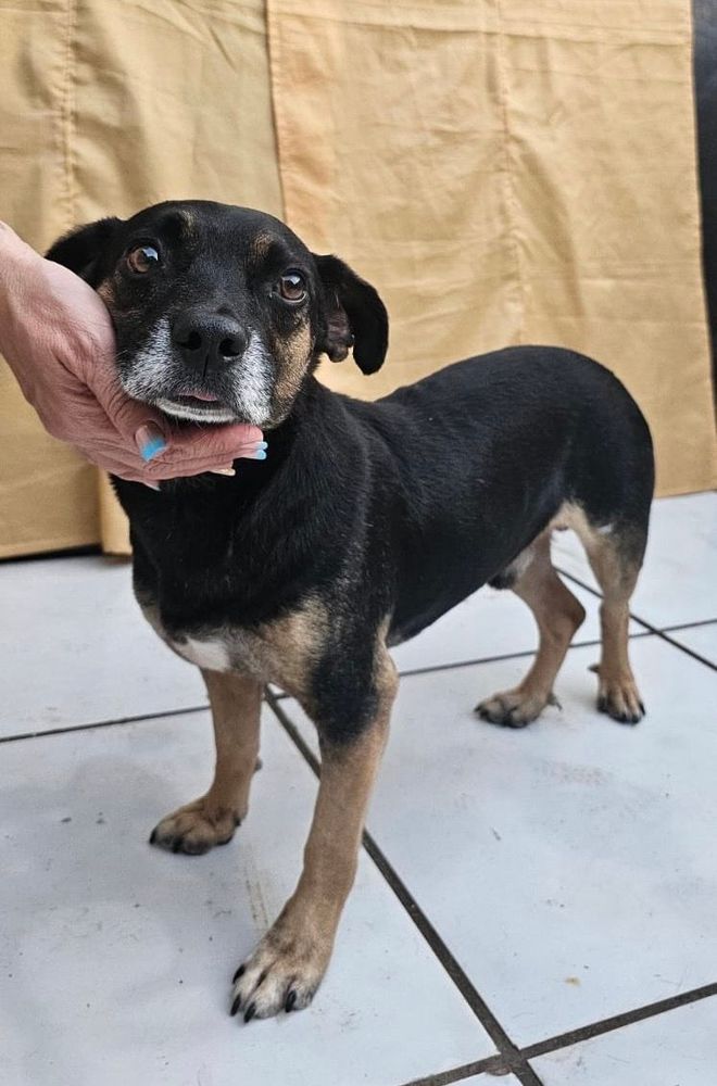 Cão