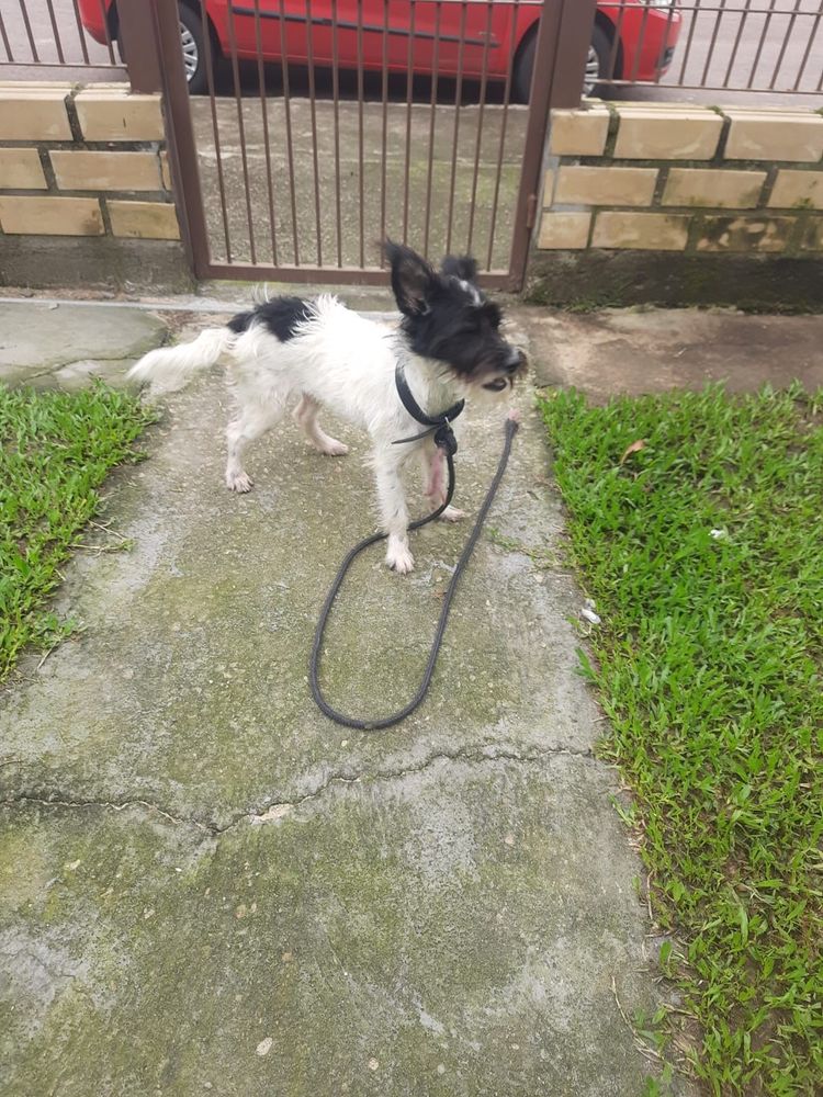 Cão