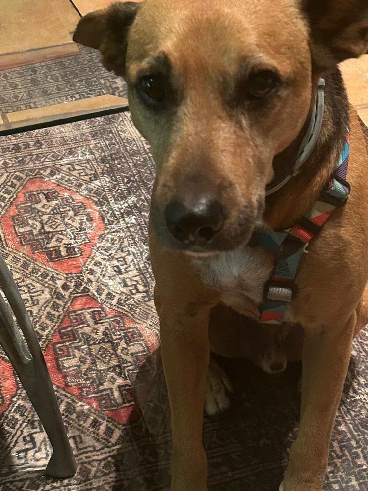 Cão