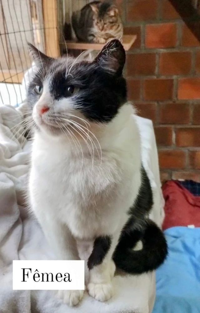 Gato