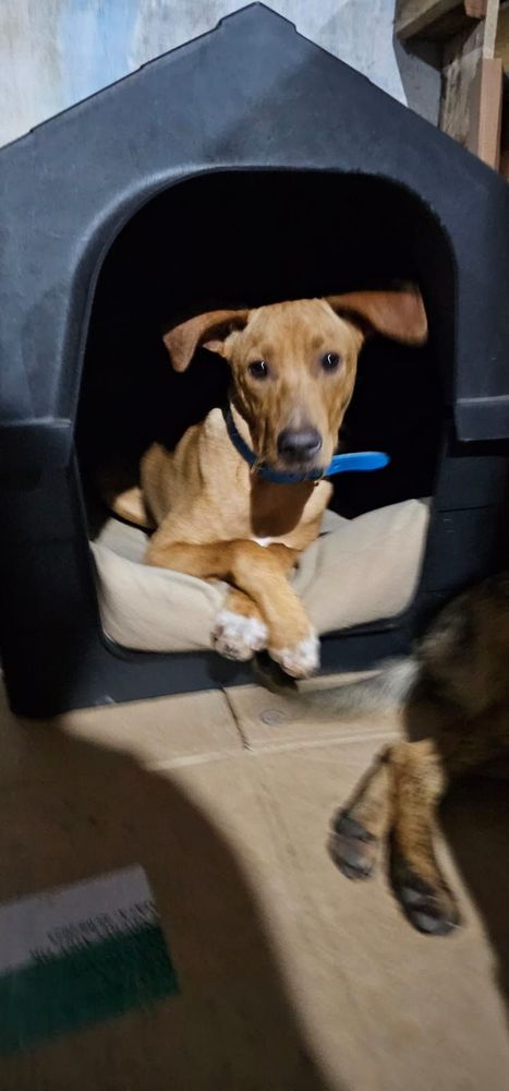 Cão