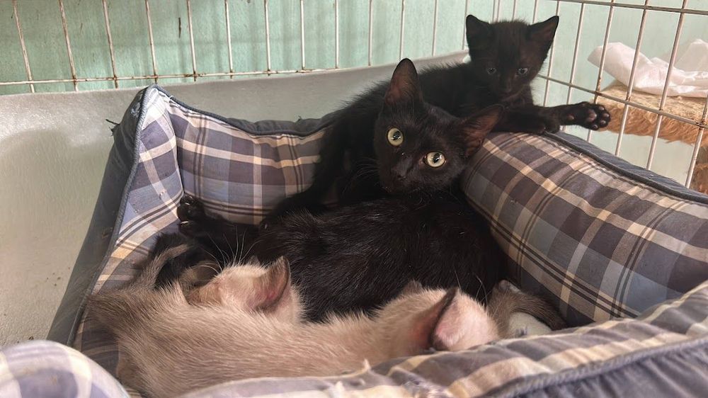 Gato