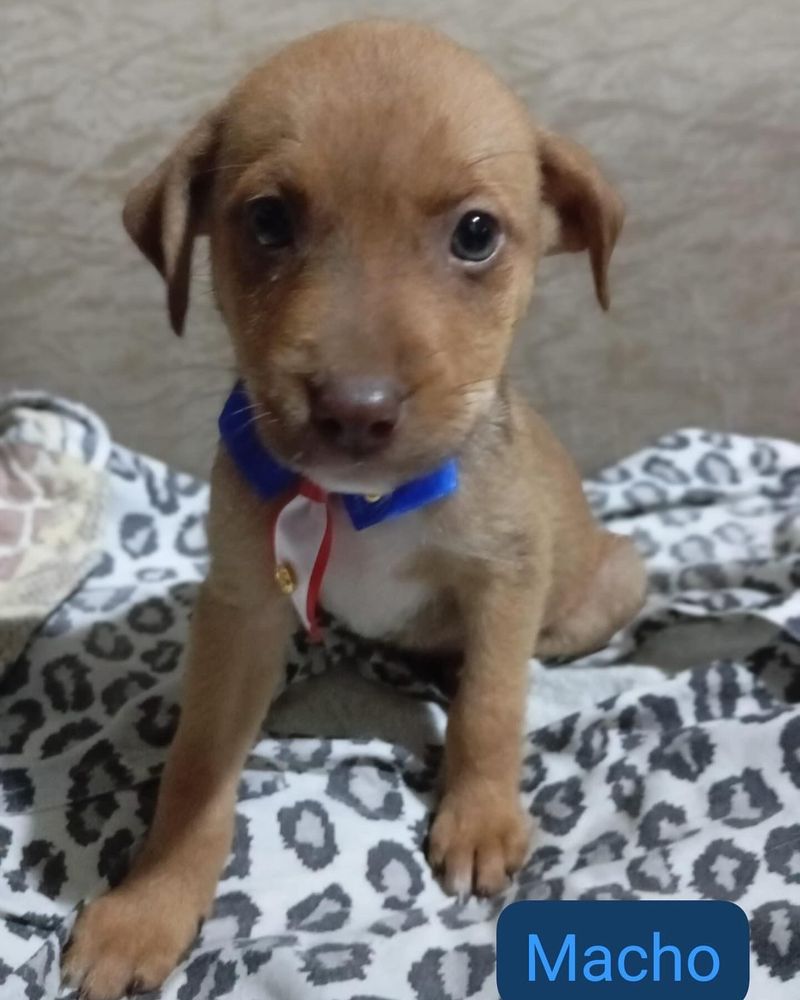 Cão