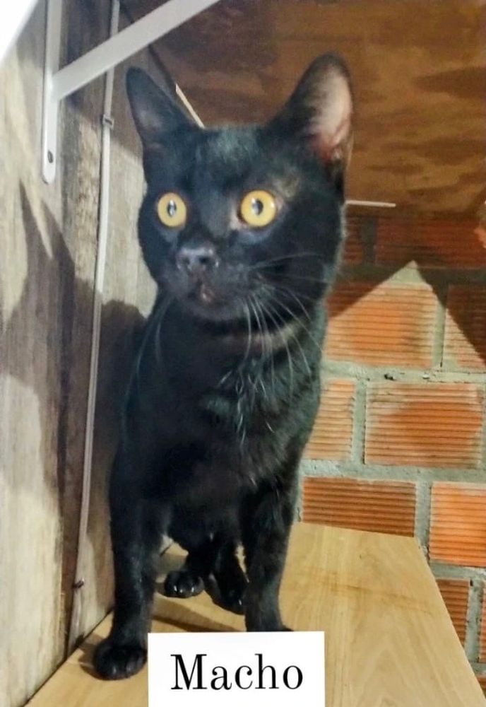 Gato