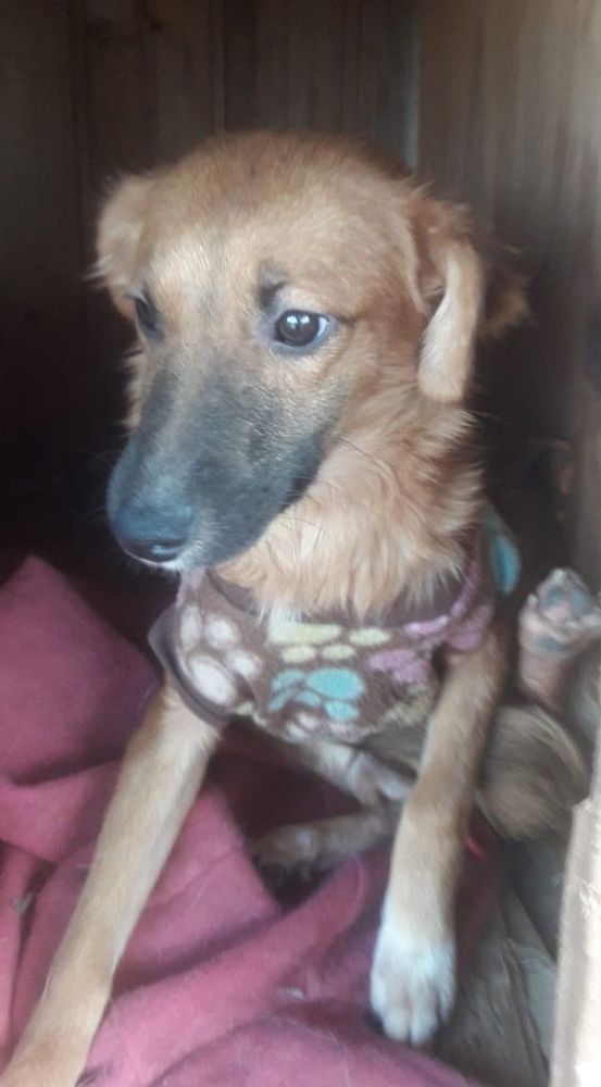 Cão