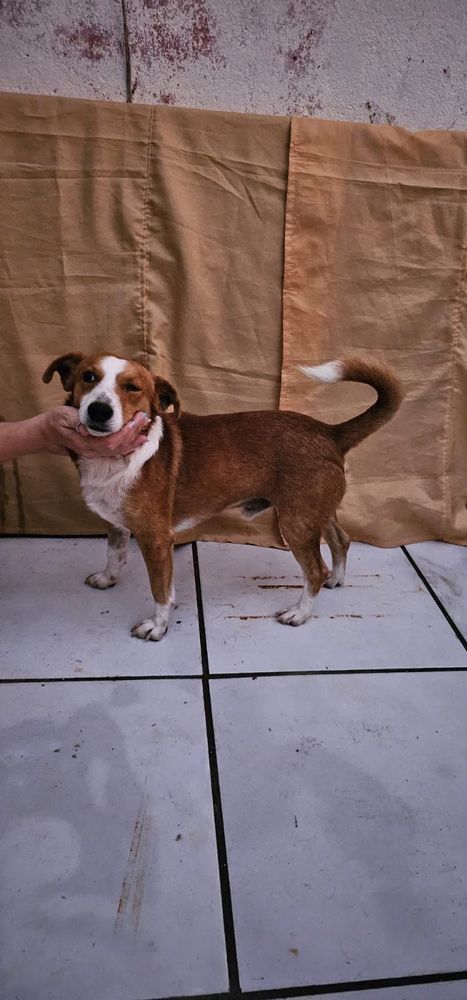 Cão