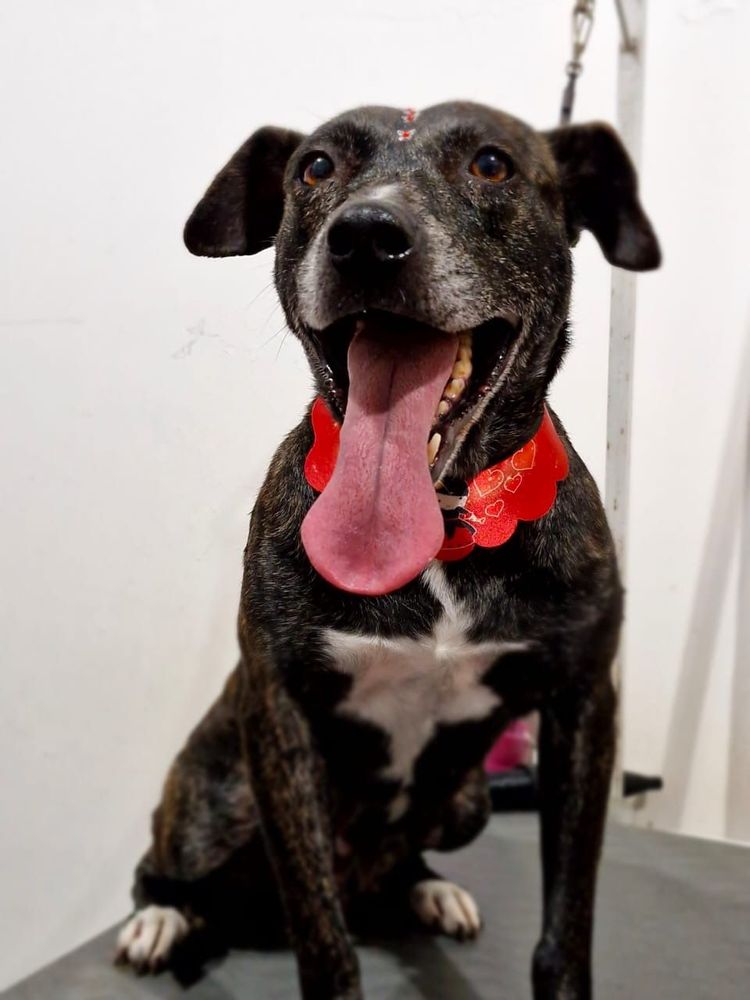 Cão