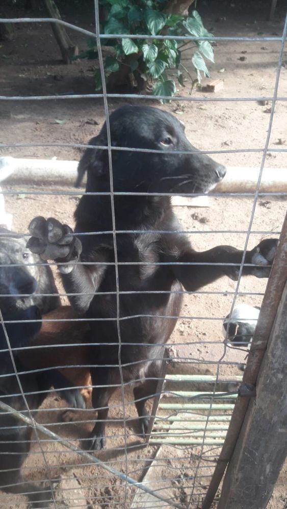 Cão