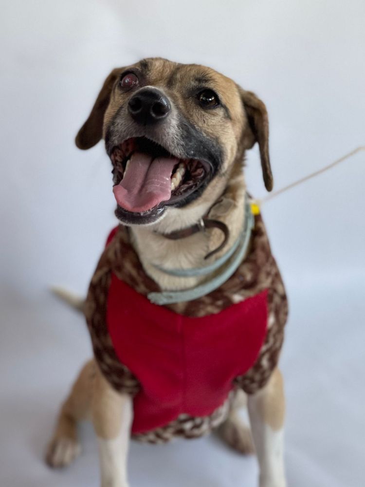 Cão