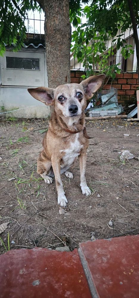 Cão