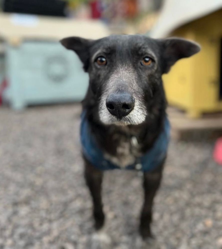 Cão