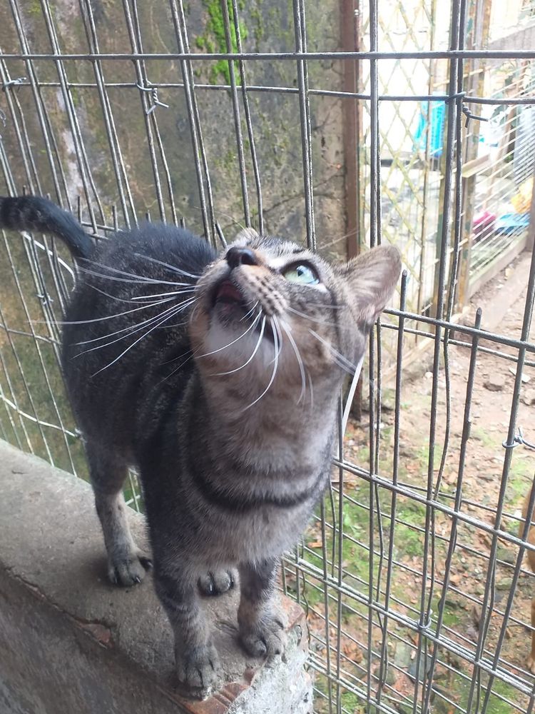 Gato