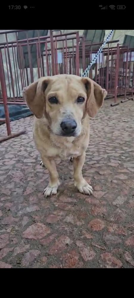 Cão