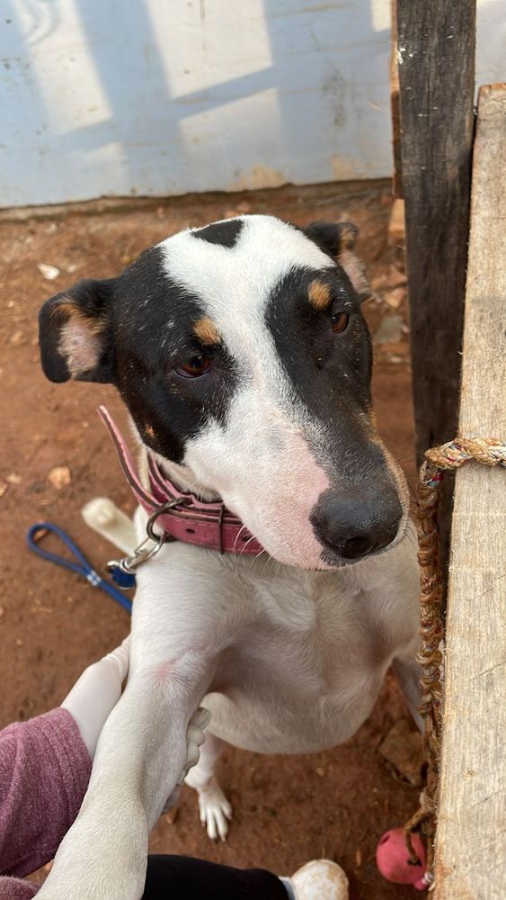 Cão
