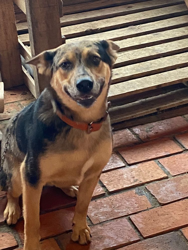 Cão