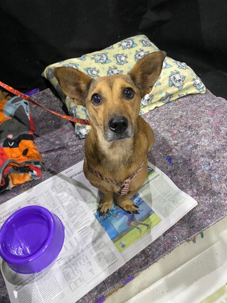Cão