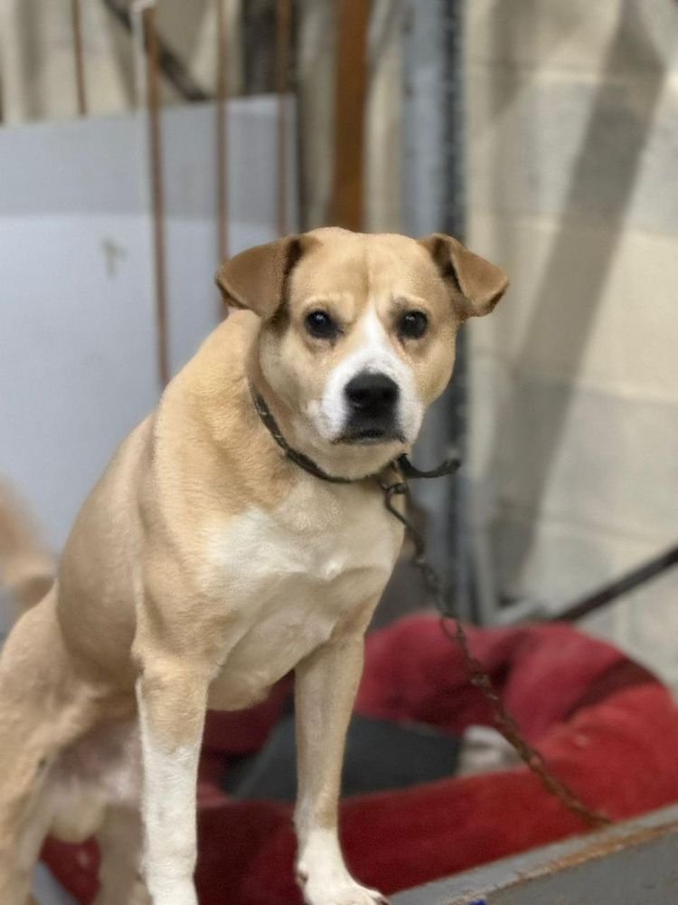 Cão