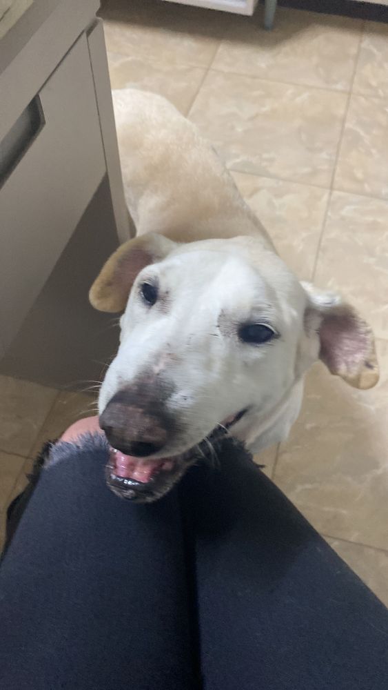 Cão