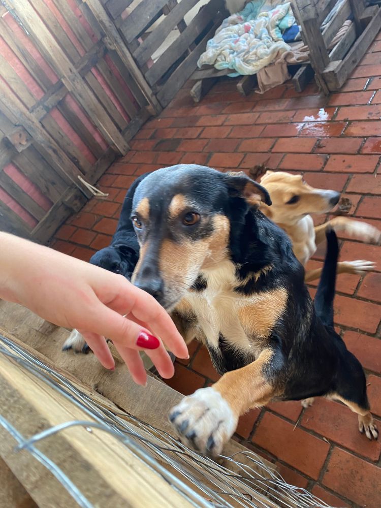 Cão