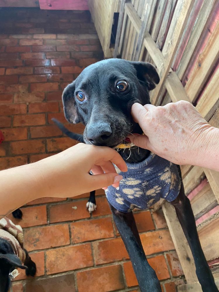 Cão