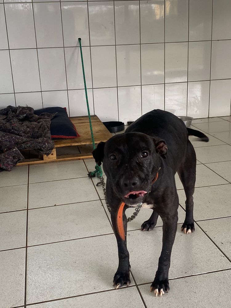 Cão
