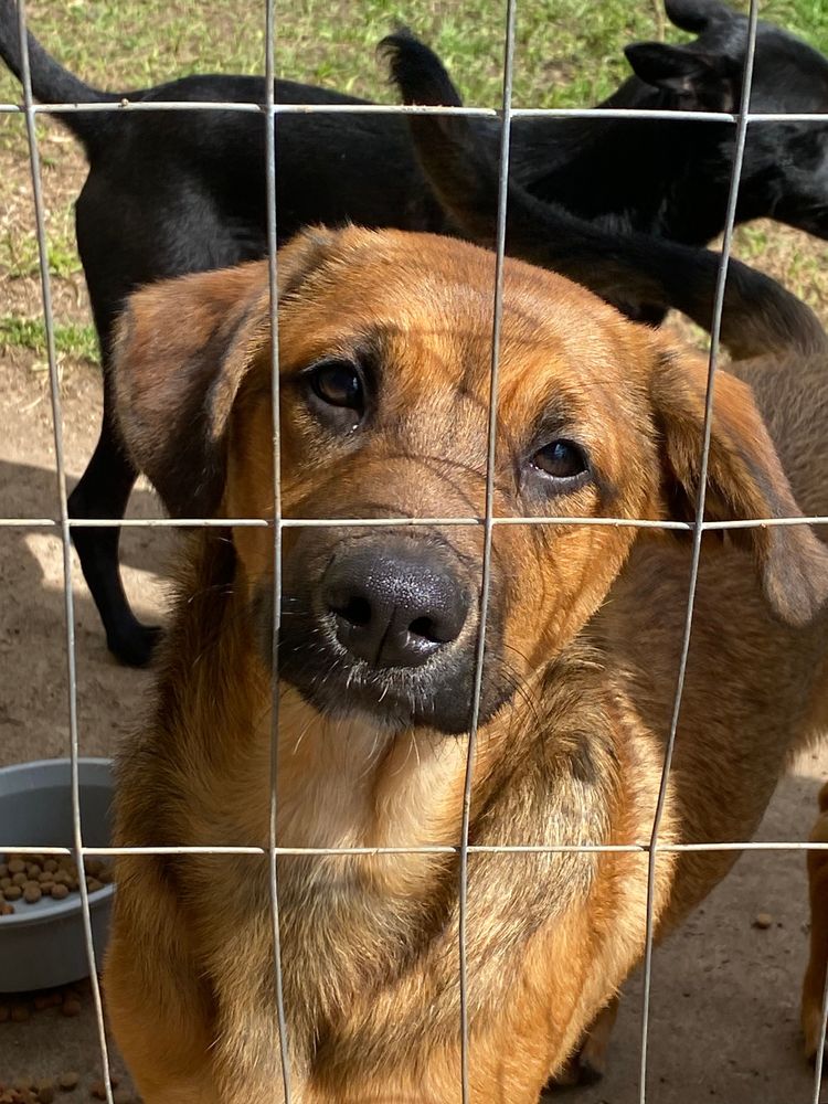 Cão