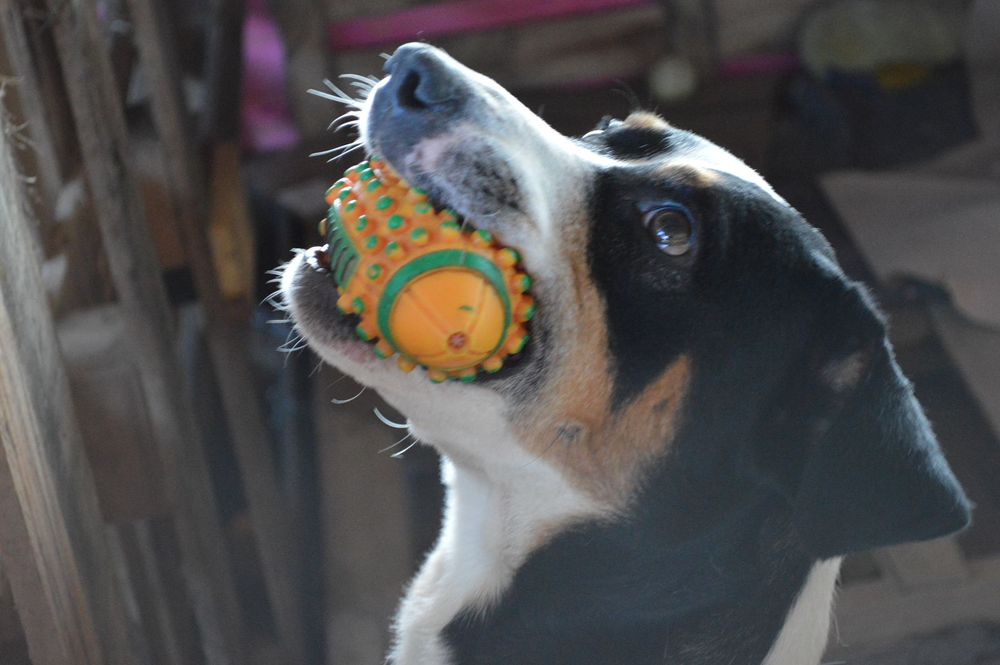 Cão