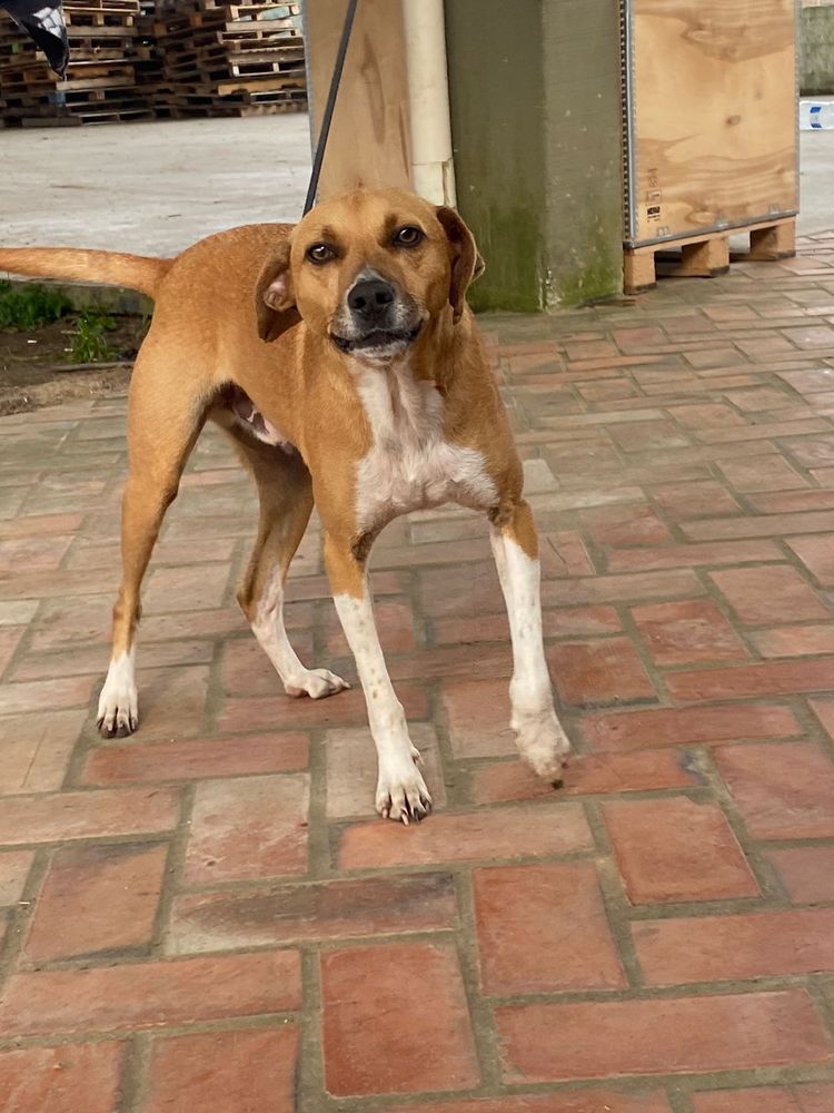 Cão
