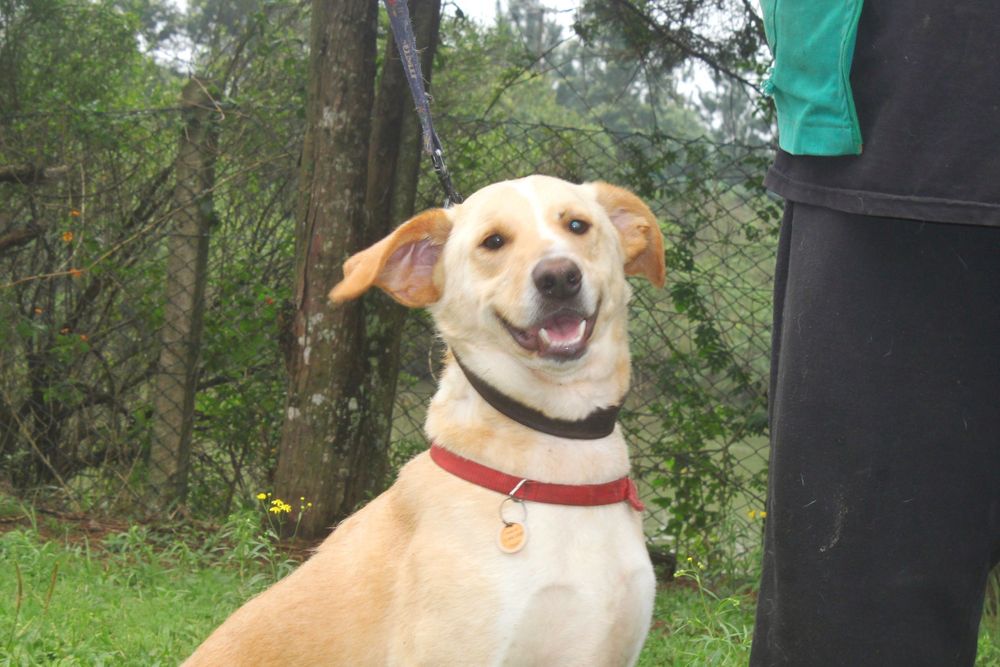 Cão