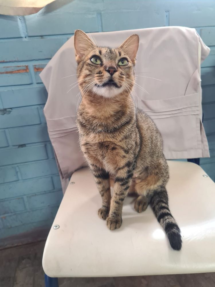 Gato