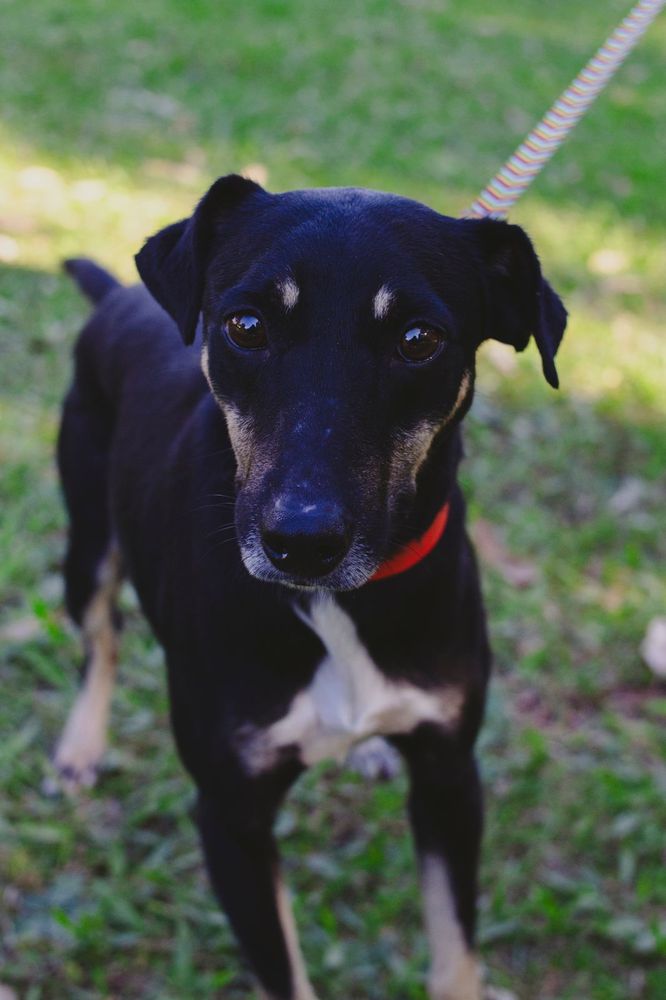 Cão