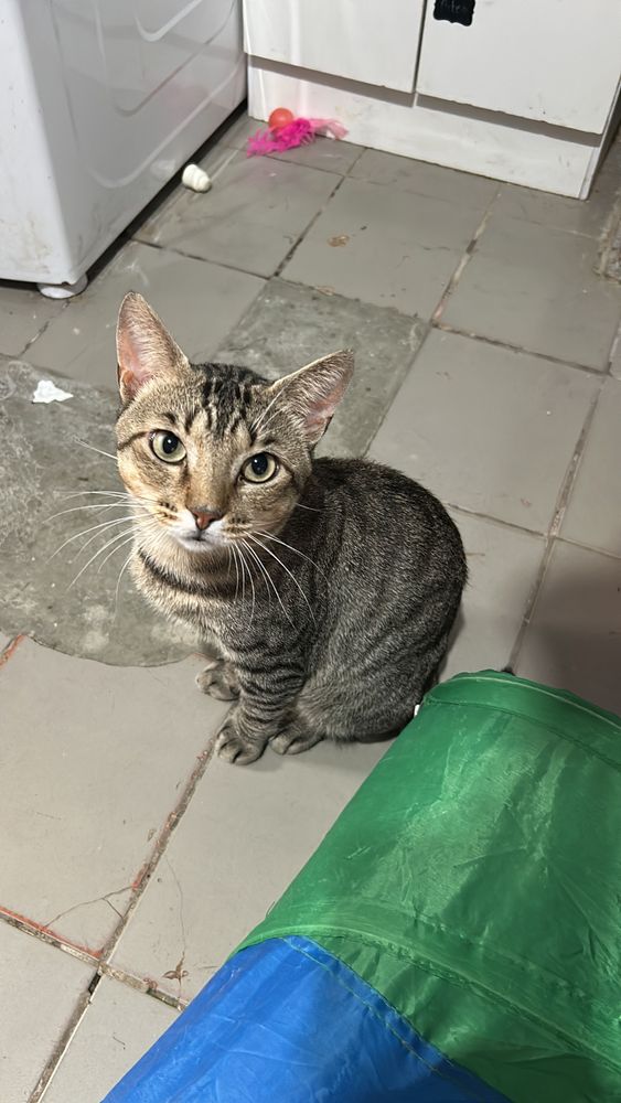 Gato