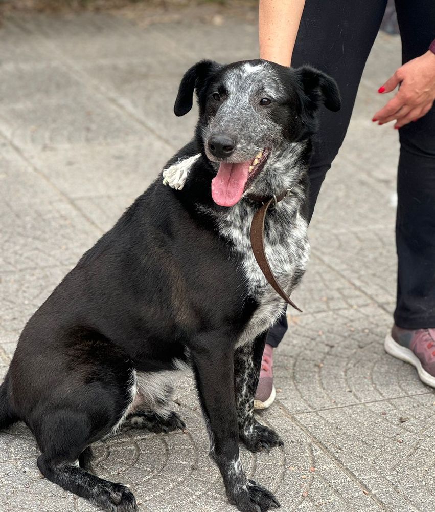 Cão