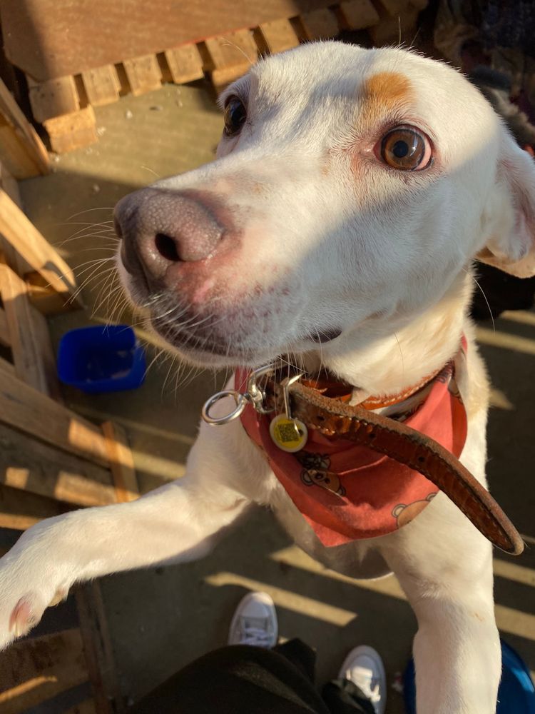 Cão